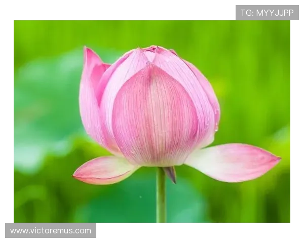 开运在线登录开启个性化运势定制服务，让每个人都能轻松开启好运人生